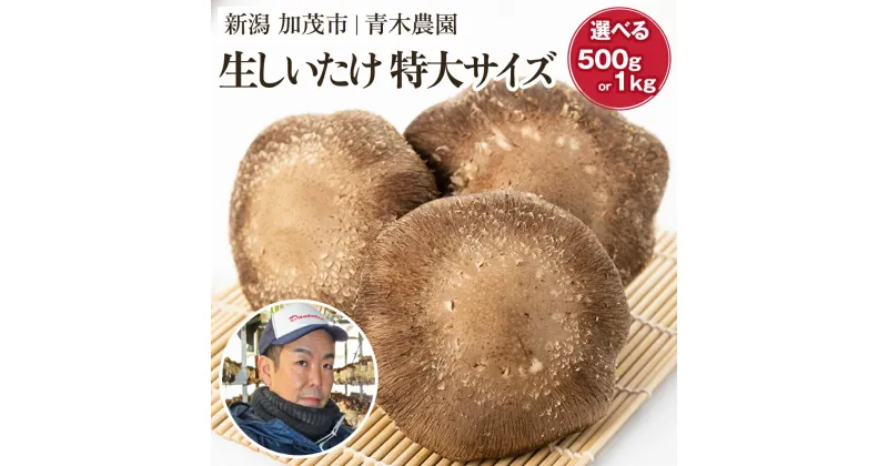 【ふるさと納税】【2024年先行予約】生しいたけ 特大サイズ 選べる内容量「約500g」or「約1kg」《11月上旬から順次発送》 品評会で金賞受賞！ きのこ しいたけ 椎茸 特大 食べ応えあるビッグサイズ 肉厚で旨味たっぷり！ 加茂市 青木農園