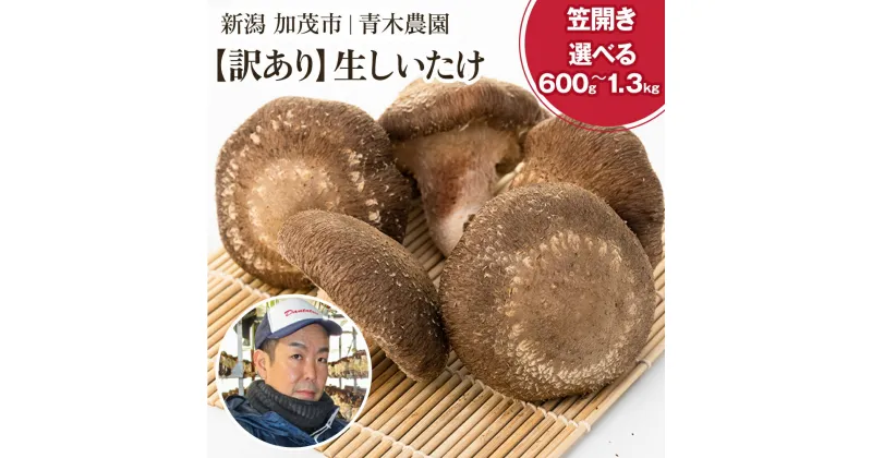 【ふるさと納税】【訳あり】生しいたけ 笠開き 選べる内容量「約600g」or「約1.3kg」《10月中旬から順次発送》 品評会で金賞受賞！ きのこ 訳あり しいたけ 椎茸 特大 食べ応えある大きさ 肉厚で旨味たっぷり！ 加茂市 青木農園