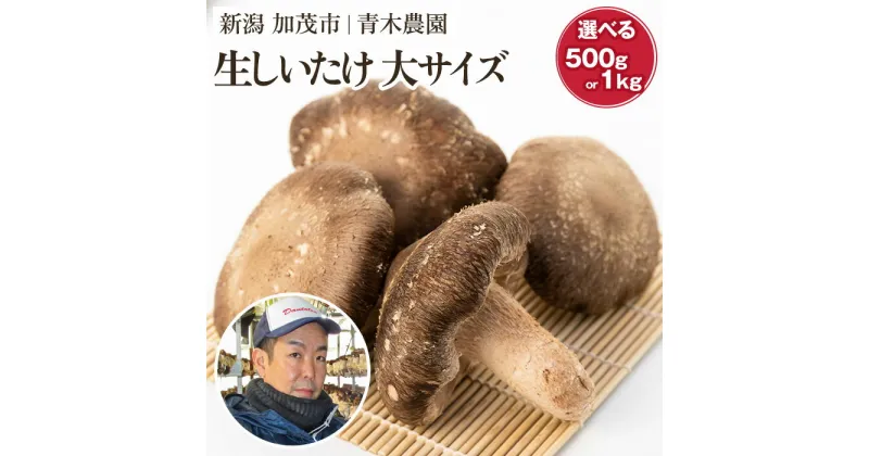 【ふるさと納税】【2024年先行予約】 生しいたけ 大サイズ 選べる内容量「約500g」or「約1kg」 《10月中旬から順次発送》 品評会で金賞受賞！ きのこ しいたけ 椎茸 食べ応えあるビッグサイズ 肉厚で旨味たっぷり！ 加茂市 青木農園