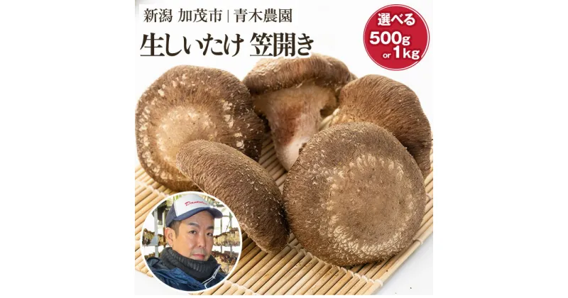 【ふるさと納税】 生しいたけ 並サイズ（笠開き）「約500g」or「約1kg」 《10月中旬から順次発送》品評会で金賞受賞！ きのこ しいたけ 椎茸 特大 食べ応えある大きさ 肉厚で旨味たっぷり！ 加茂市 青木農園