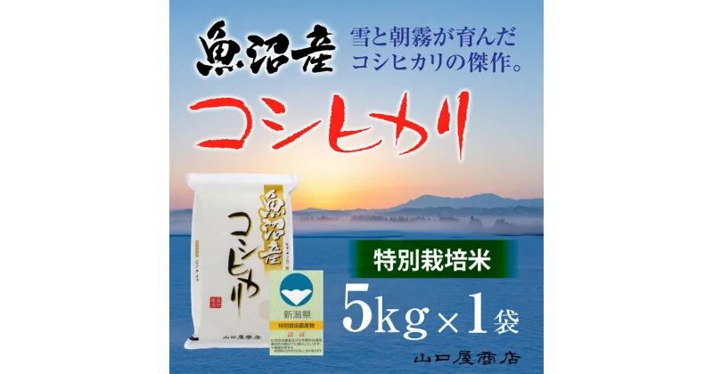 【ふるさと納税】【厳選☆十日町育ち】“特別栽培米” 魚沼産コシヒカリ　5kg　 お米 米 コメ コシヒカリ 魚沼産 　お届け：順次発送