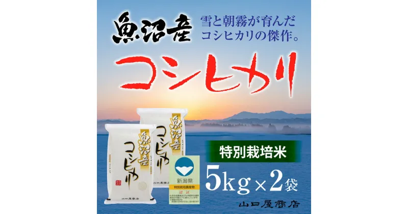 【ふるさと納税】【厳選☆十日町育ち】“特別栽培米” 魚沼産コシヒカリ　5kg×2袋　 お米 米 コメ コシヒカリ 魚沼産 　お届け：順次発送