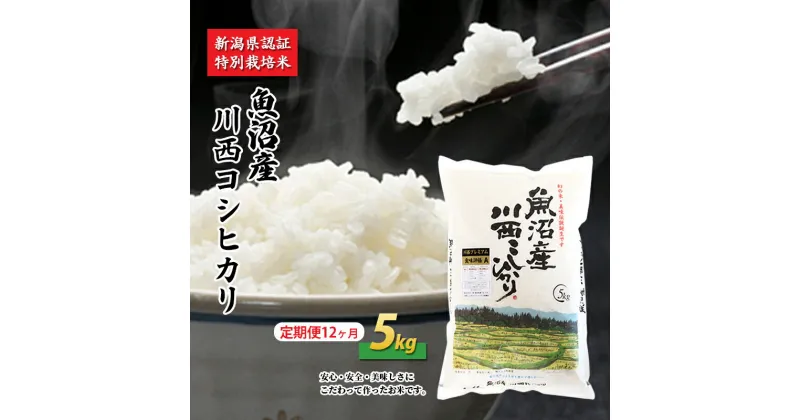 【ふるさと納税】【定期便／12ヶ月】魚沼産川西こしひかり5kg 新潟県認証特別栽培米　定期便・ お米 米 コシヒカリ こしひかり 魚沼産 魚沼産コシヒカリ 魚沼産こしひかり 5kg 　お届け：準備でき次第、順次発送