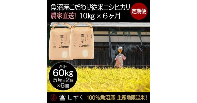 【ふるさと納税】【令和6年産】定期便！魚沼産こだわり従来コシヒカリ【合計60kg】毎月10kg×6回　定期便・ ブランド米 銘柄米 白米 精米 ご飯 おにぎり お弁当 　お届け：ご入金確認の翌月以降、発送いたします。