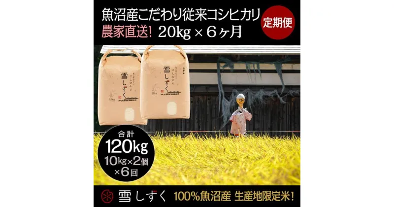 【ふるさと納税】【令和6年産】定期便！魚沼産こだわり従来コシヒカリ【合計120kg】毎月20kg×6回　定期便・ ブランド米 銘柄米 白米 精米 ご飯 おにぎり お弁当 　お届け：ご入金確認の翌月以降、発送いたします。