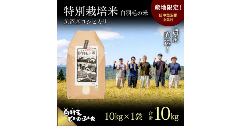 【ふるさと納税】【通年受付】≪令和6年産≫　農家直送！魚沼産コシヒカリ特別栽培「白羽毛の米」精米10kg　お米 白米 　お届け：10月01日発送開始。通年受付にてお届けします。