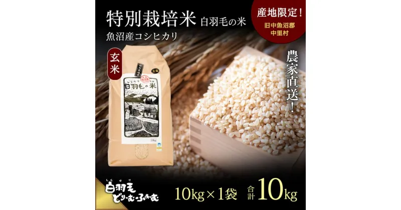 【ふるさと納税】【通年受付】≪令和6年産≫　農家直送！魚沼産コシヒカリ特別栽培「白羽毛の米」玄米(10kg×1袋) 10kg　 お米 ご飯 安心 　お届け：10月01日発送開始。通年受付にてお届けします。