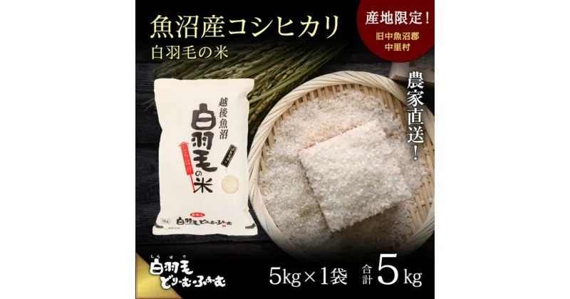 【ふるさと納税】【通年受付】≪令和6年産≫　農家直送！魚沼産コシヒカリ「白羽毛の米」精米 (5kg×1袋) 5kg　お米 白米 ご飯　お届け：10月01日発送開始。通年受付にてお届けします。