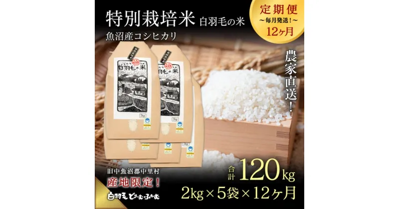 【ふるさと納税】【通年受付】≪令和6年産　≫【定期便／全12回】農家直送！魚沼産コシヒカリ特別栽培「白羽毛の米」精米(2kg×5袋)×12回 120kg　定期便・ お米 　お届け：入金の翌月以降発送。通年受付にて、月1回全12回お届けいたします。