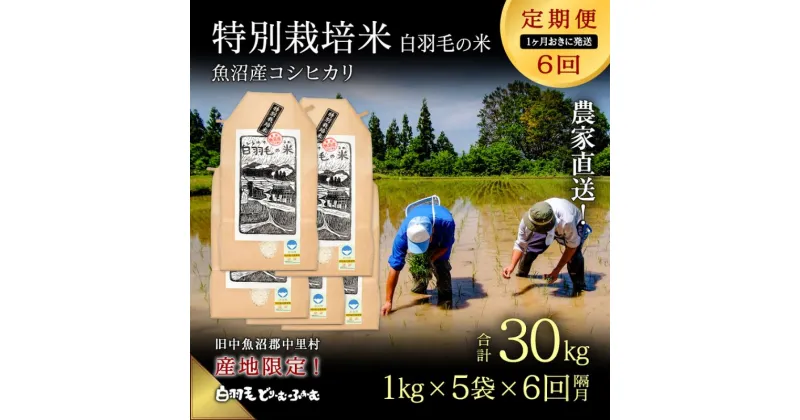 【ふるさと納税】【通年受付】≪令和6年産　≫【定期便／1ヶ月おき全6回】農家直送！魚沼産コシヒカリ特別栽培「白羽毛の米」精米(1kg×5袋)×6回 30kg　定期便・ お米 白米 ご飯 　お届け：入金の翌月以降発送。通年受付にて、1ヶ月おきに月全6回お届けいたします。