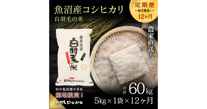 【ふるさと納税】【通年受付】≪令和6年産　≫【定期便／全12回】農家直送！魚沼産コシヒカリ「白羽毛の米」精米 (5kg×1袋)×12回 60kg　定期便・ お米 　お届け：入金の翌月以降発送。通年受付にて、月1回全12回お届けいたします。