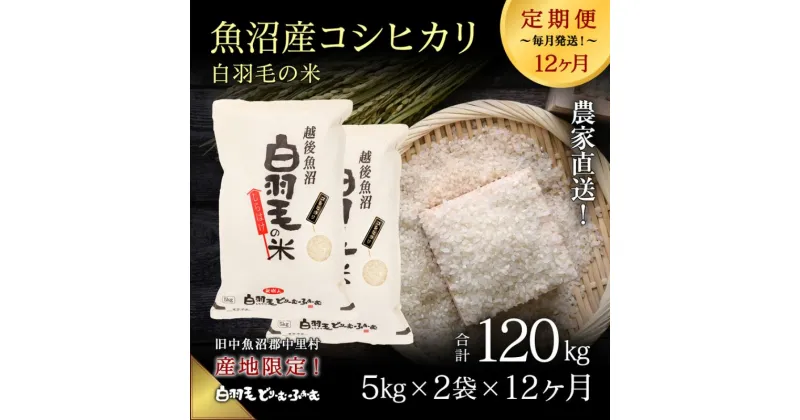 【ふるさと納税】【通年受付】≪令和6年産　≫【定期便／全12回】農家直送！魚沼産コシヒカリ「白羽毛の米」精米(5kg×2袋)×12回 120kg　定期便・ お米 　お届け：入金の翌月以降発送。通年受付にて、月1回全12回お届けいたします。