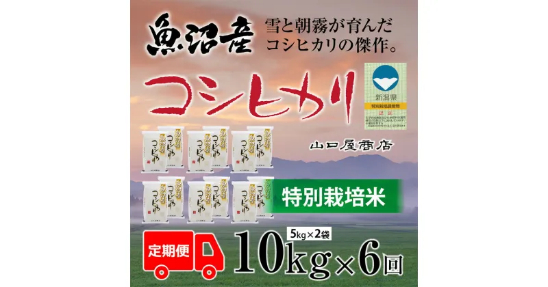 【ふるさと納税】定期便 全6回 特別栽培米 魚沼産コシヒカリ 5kg×2袋　定期便・ お米 米 コメ コシヒカリ 魚沼産 　お届け：寄附確認月の翌月より発送いたします。