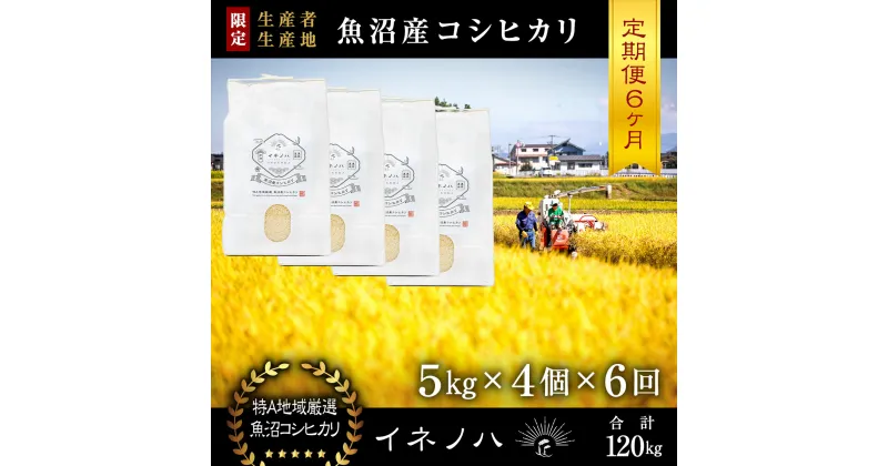 【ふるさと納税】＜定期便・全6回＞【令和6年産】魚沼産コシヒカリ「イネノハ 」精米(5kg×4)×6回　定期便・ お米 白米 ご飯 産地直送 ミネラル 栄養分 こだわり 人気 新鮮 　お届け：毎月1回、全6回お届けします