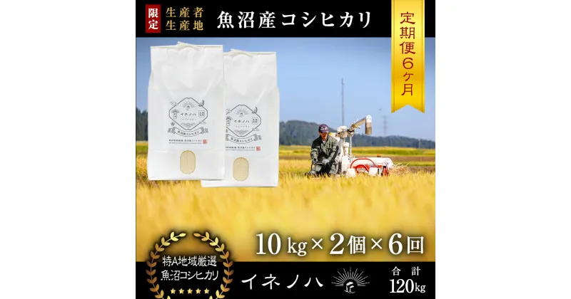 【ふるさと納税】＜定期便・全6回＞【令和6年産】魚沼産コシヒカリ「イネノハ 」精米(10kg×2)×6回　定期便・ お米 白米 ご飯 産地直送 ミネラル 栄養分 こだわり 人気 新鮮 　お届け：毎月1回、全6回お届けします