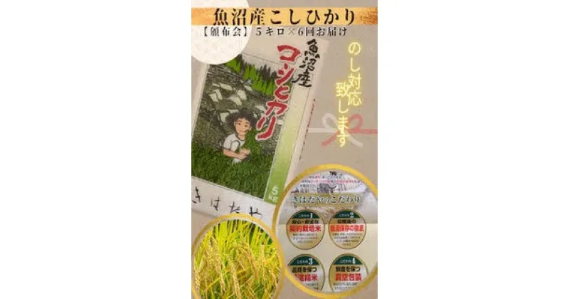 【ふるさと納税】魚沼産コシヒカリ特上米5kg×6回定期便　定期便・ 米 お米 おこめ こめ 精米 白米 コシヒカリ こしひかり 6ヶ月 お楽しみ 新潟 　お届け：通年：ご寄付のご入金後、1回目は2週間以内に発送いたします。（2ヶ月に1回、計6回お届けします）