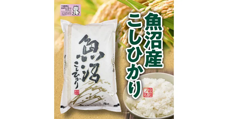 【ふるさと納税】米 2024年産　十日町産こしひかり　精米5kg コシヒカリ コメ 十日町市　十日町市　お届け：2024年10月初旬頃から発送