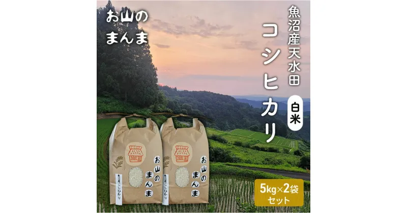 【ふるさと納税】農家直送 新潟県十日町市 魚沼産天水田 コシヒカリ お山のまんま 白米 5kg×2袋セット　お米・コシヒカリ　お届け：収穫後11月頃～